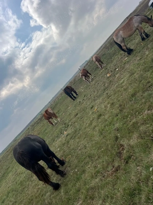 Vând sau schimb cai