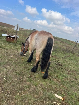 Vând sau schimb cai - imagine 3