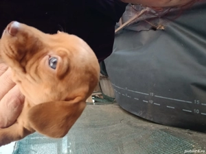 catei ,rasa tekel - imagine 2