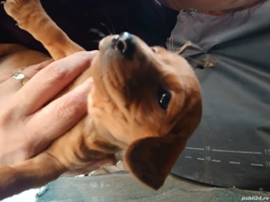 catei ,rasa tekel - imagine 3