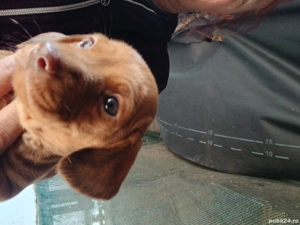 catei ,rasa tekel - imagine 5