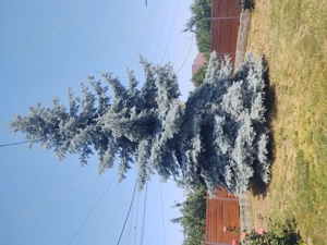 Vând brad argintiu natural 