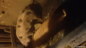 scrofite si grostei  castrati 