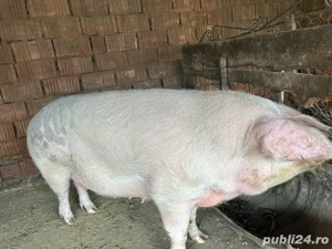 Vând scroafă, 10 lei kg - imagine 2 Vând scroafă, 10 lei kg - imagine 2