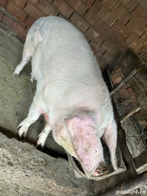 Vând scroafă, 10 lei kg - imagine 3 Vând scroafă, 10 lei kg - imagine 3