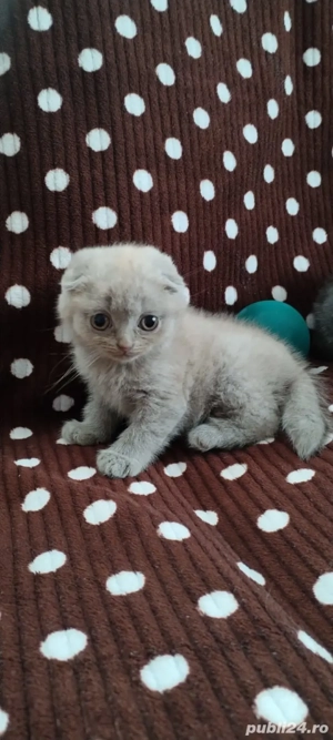 Pisicute Scottish Fold - imagine 4