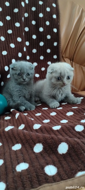 Pisicute Scottish Fold - imagine 3