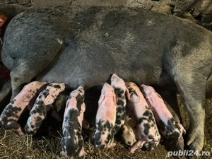 Scroafa cu purcei 