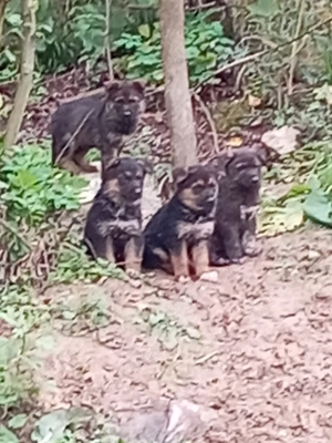 Ciobănesc german - imagine 4 Ciobănesc german - imagine 4