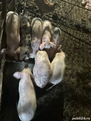 Vand purcei  - imagine 3