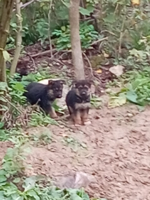 Ciobănesc german - imagine 5 Ciobănesc german - imagine 5