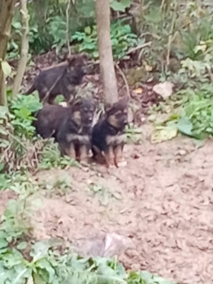 Ciobănesc german - imagine 2 Ciobănesc german - imagine 2