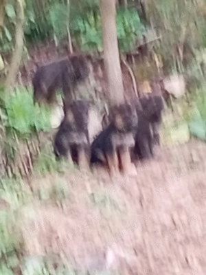 Ciobănesc german - imagine 3 Ciobănesc german - imagine 3