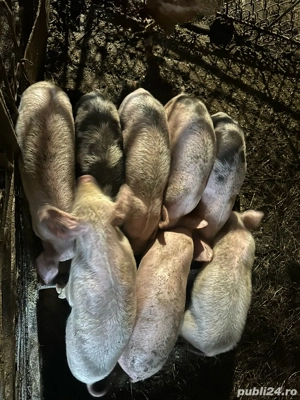 Vand purcei  - imagine 4