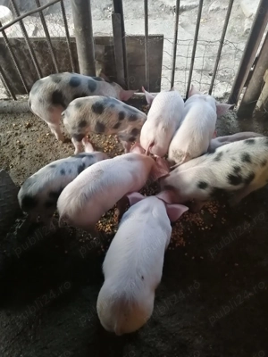 Purcei de vânzare  - imagine 3 Purcei de vânzare  - imagine 3