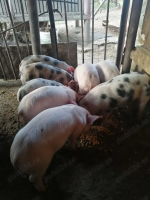 Purcei de vânzare  - imagine 4 Purcei de vânzare  - imagine 4
