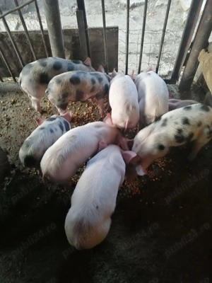 Purcei de vânzare  - imagine 2 Purcei de vânzare  - imagine 2