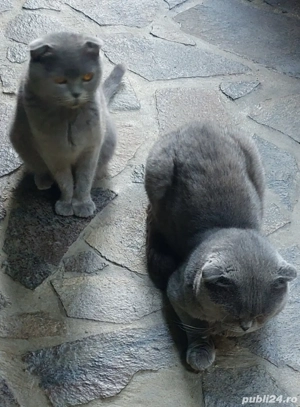 Pisicute Scottish Fold - imagine 5