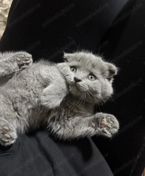 Pisoi Scottish fold(motănel își caută o familie iubitoare: 