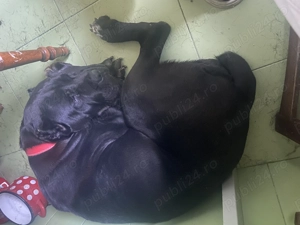 Vand caine cone corso de talie mare  varsta de 6 ani - imagine 3