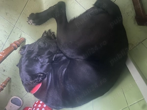 Vand caine cone corso de talie mare  varsta de 6 ani - imagine 2