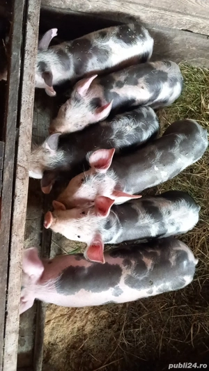 vand porci  - imagine 2