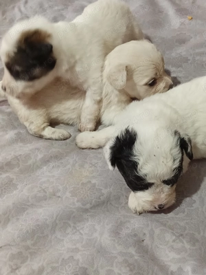 catei bisoni de vanzare