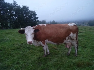Vând vaci cu sau fără viței  - imagine 2