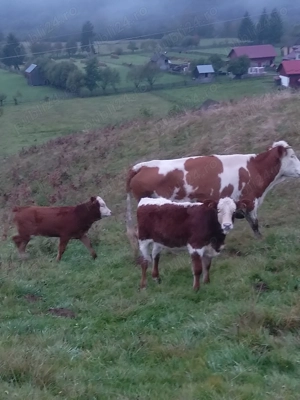 Vând vaci cu sau fără viței 