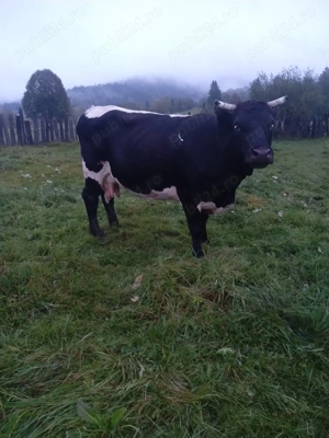 Vând vaci cu sau fără viței  - imagine 4