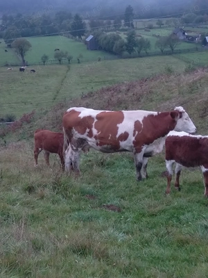 Vând vaci cu sau fără viței  - imagine 5