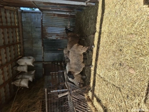 vand oi rasă sufolck 95% - imagine 2