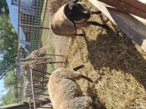 vand oi rasă sufolck 95% - imagine 3