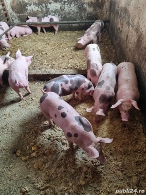 Vand purcei  - imagine 3 Vand purcei  - imagine 3