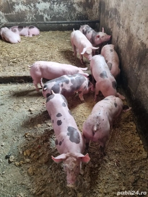 Vand purcei  - imagine 2 Vand purcei  - imagine 2