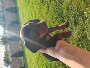 Vând pui teckel  cu pete de foc - imagine 4 Vând pui teckel  cu pete de foc - imagine 4