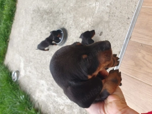 Vând pui teckel  cu pete de foc - imagine 2 Vând pui teckel  cu pete de foc - imagine 2