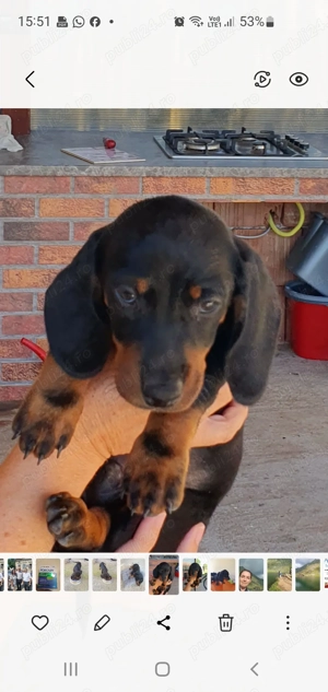 Vând pui teckel  cu pete de foc