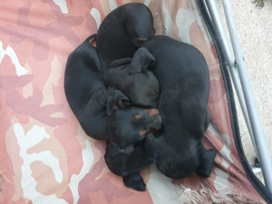 Vând pui teckel  cu pete de foc - imagine 3 Vând pui teckel  cu pete de foc - imagine 3