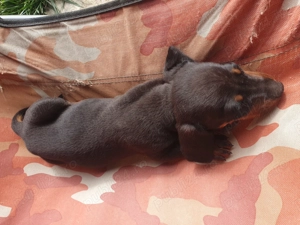 Vând pui teckel  cu pete de foc - imagine 5 Vând pui teckel  cu pete de foc - imagine 5