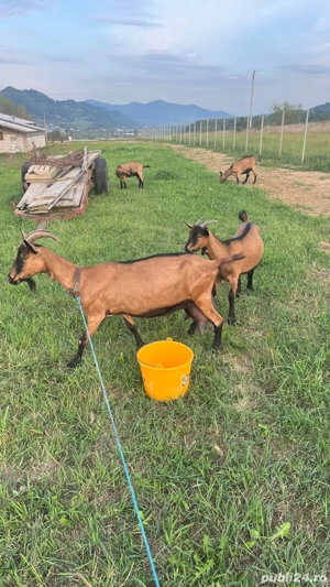 Vând Capre alpina franceza! - imagine 3