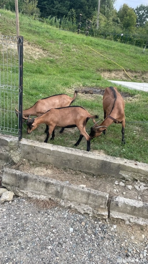 Vând Capre alpina franceza!