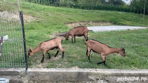 Vând Capre alpina franceza! - imagine 2
