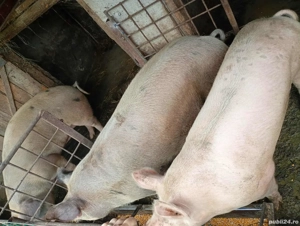 porci de vânzare 