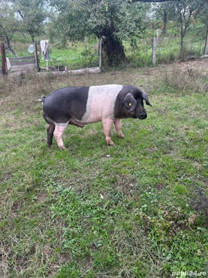 Vand vier bazna - imagine 2 Vand vier bazna - imagine 2