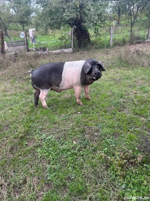 Vand vier bazna - imagine 3 Vand vier bazna - imagine 3