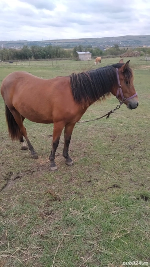 Schimb manza de un 1an si 2luni cu o iapa de 8 -10 ani care trage la caruta - imagine 3