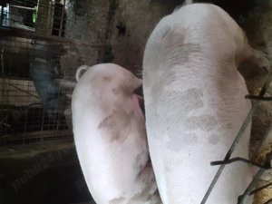 Porci de vânzare.  - imagine 2