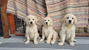 Pui Golden Retriever cu Pedigree