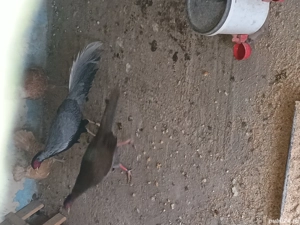 Vand papagali si fazani argintati